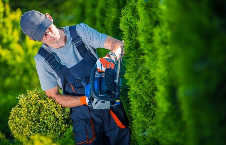 comment bien tailler sa haie de jardin droite