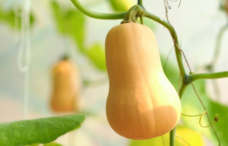 quand planter courge butternut