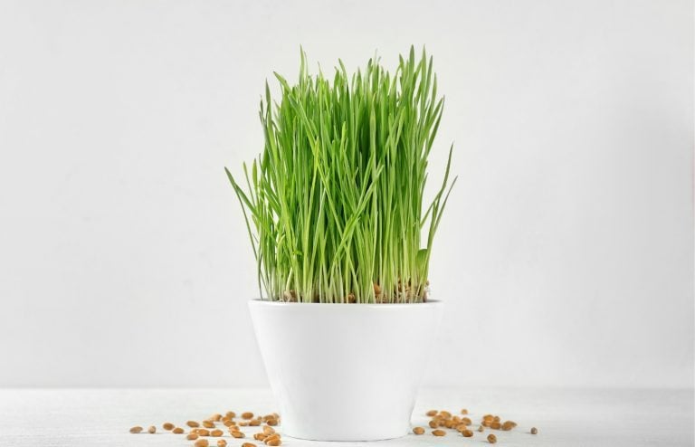 quand planter blé de l'espérance