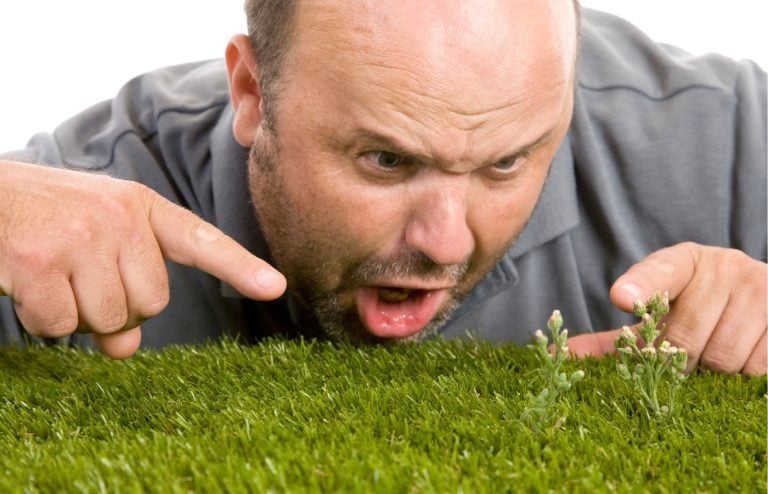 comment éliminer facilement les mauvaises herbes