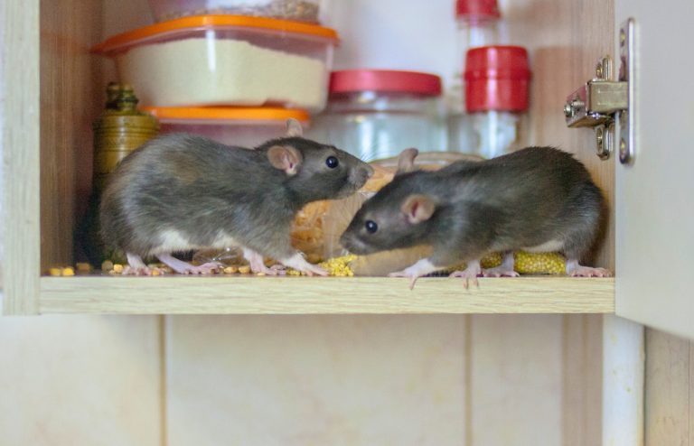 voila pourquoi les souris rentrent dans votre maison