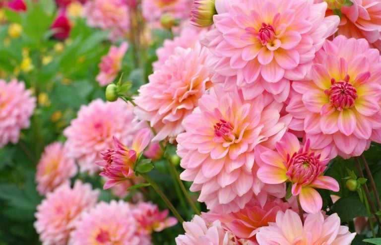 quand et comment planter les dahlias