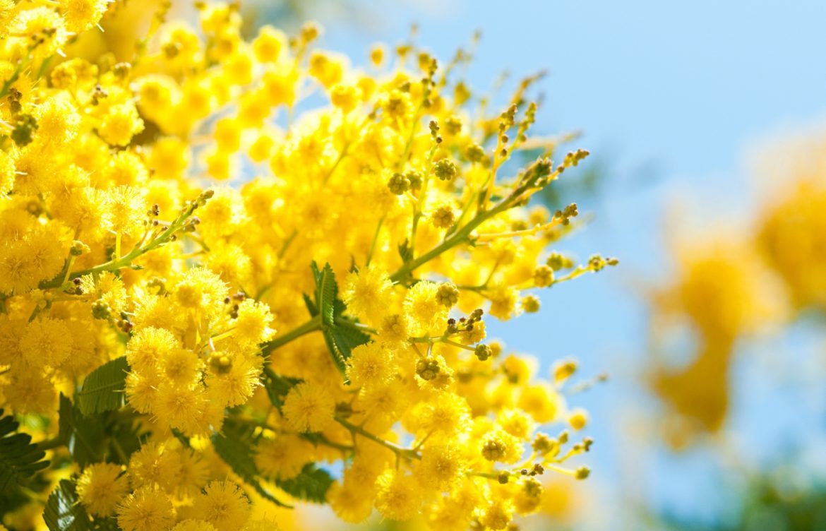 meilleur moment de l'année planter du mimosa