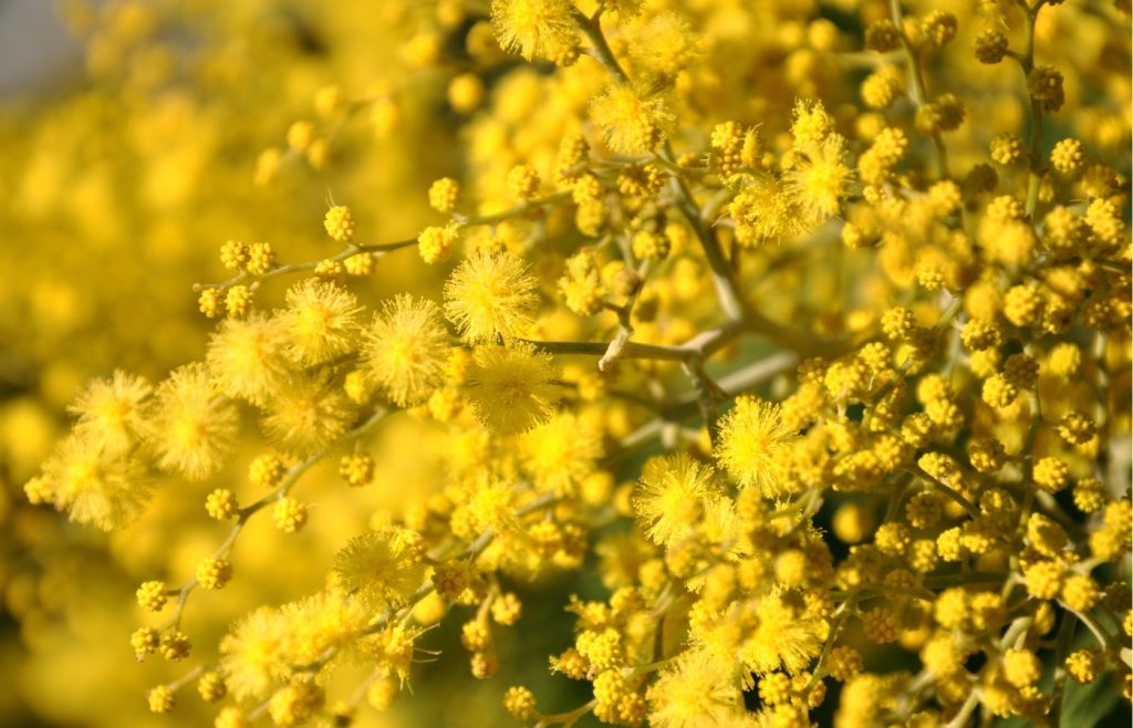 meilleur moment planter mimosa