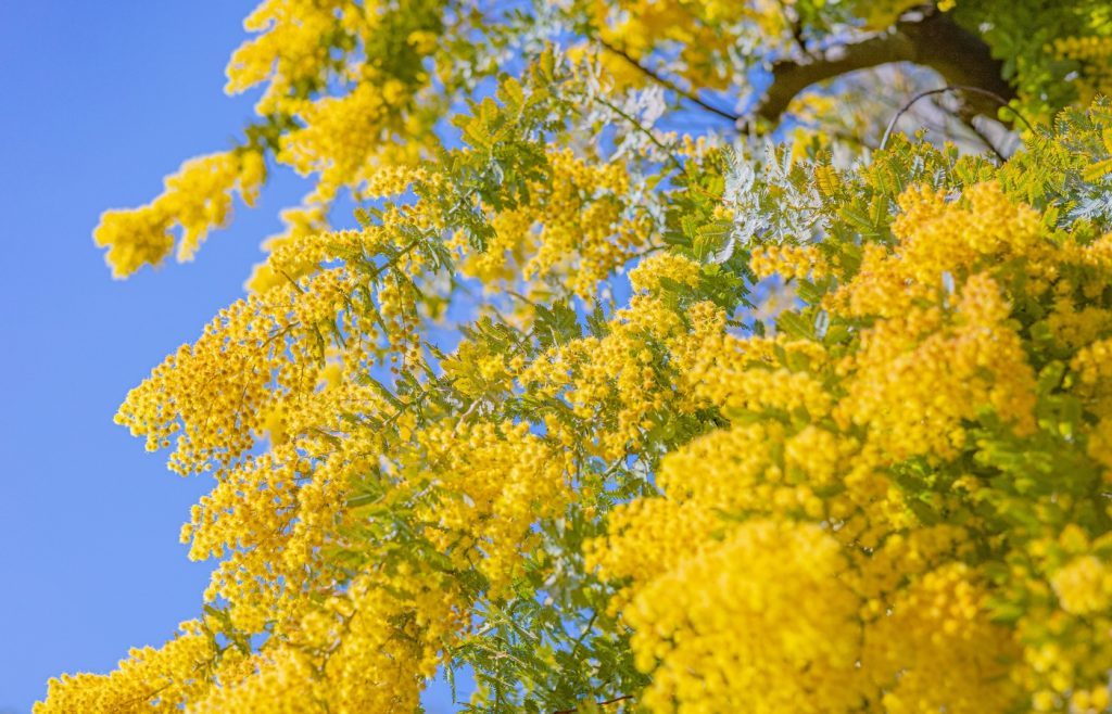 quand planter mimosa