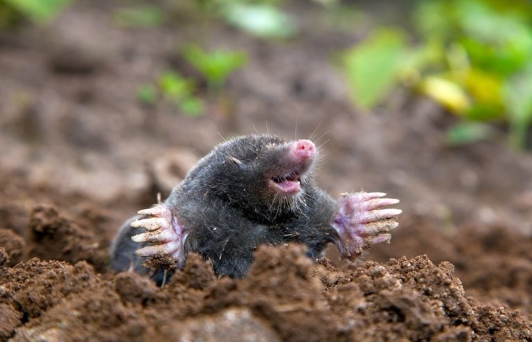 comment se débarrasser des taupes jardin