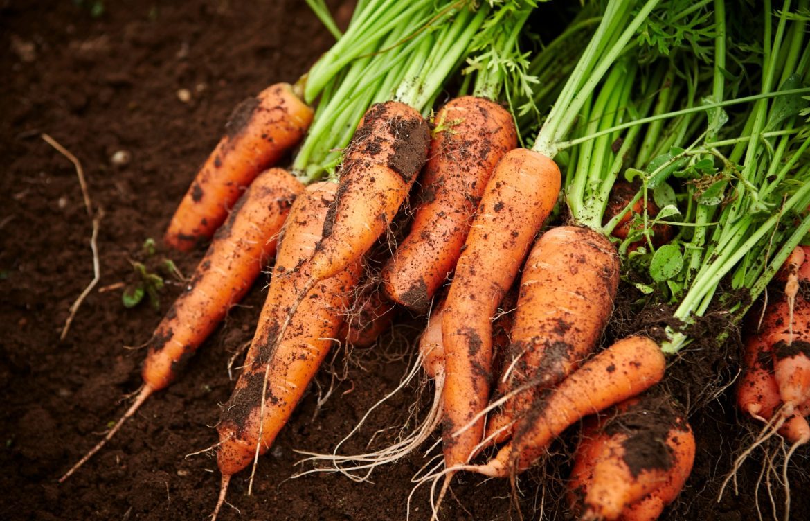 quand et comment semer carottes