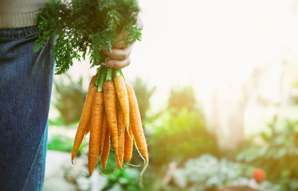 récolte carottes potager