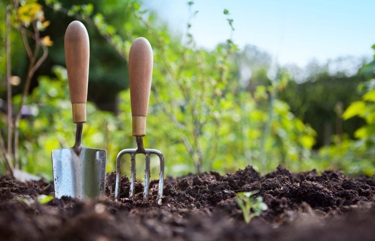 que planter en novembre dans son potager ou jardin