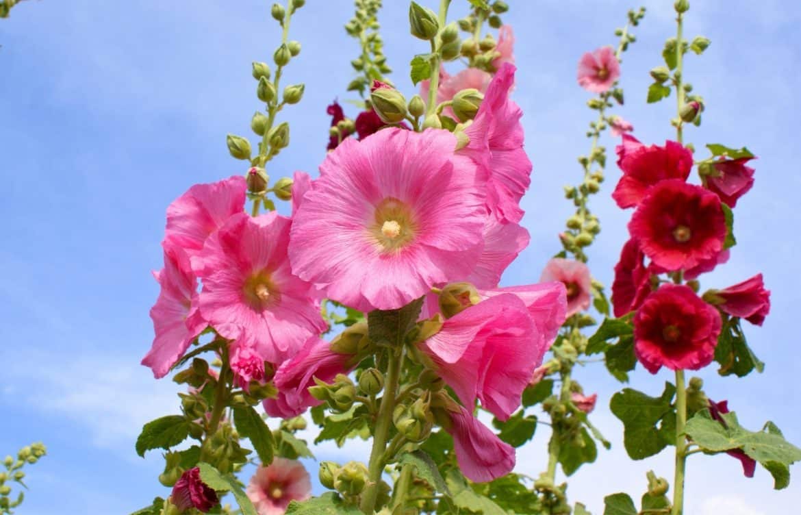 quand et comment semer les roses trémières