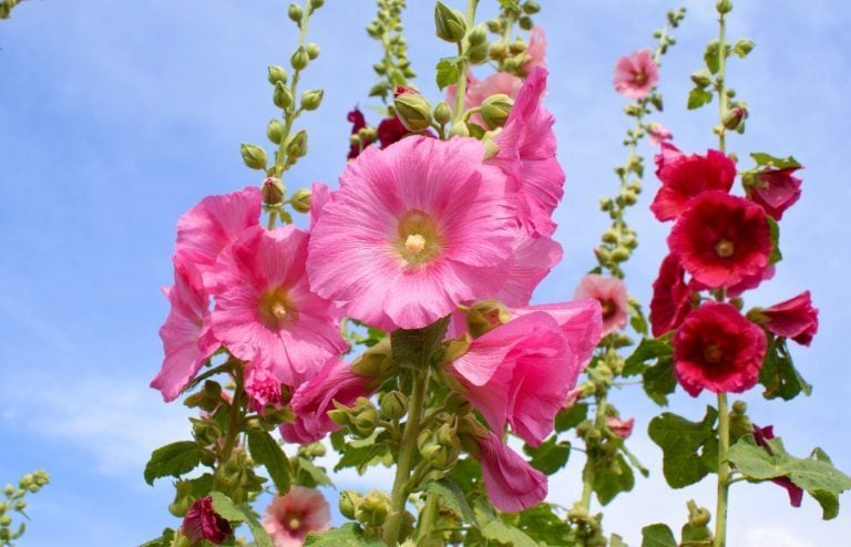 quand et comment semer les roses trémières