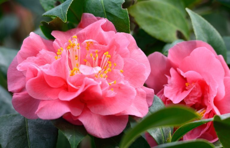 comment planter camelia