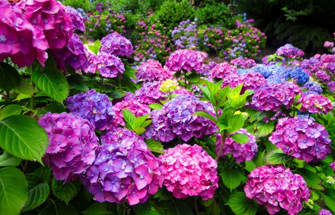 quand et comment tailler les hortensias