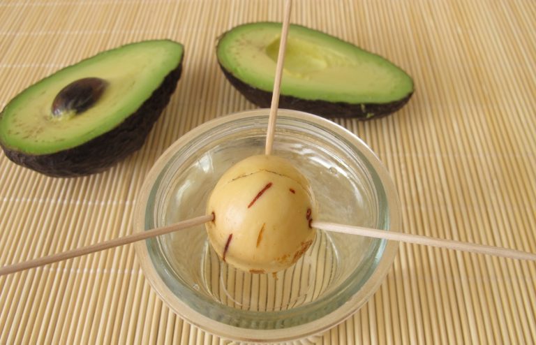comment faire pousser ses avocats