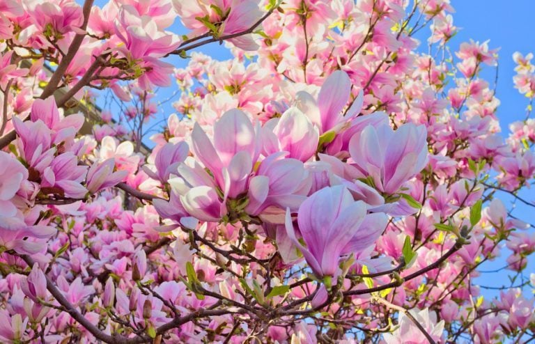 quand et comment planter un magnolia