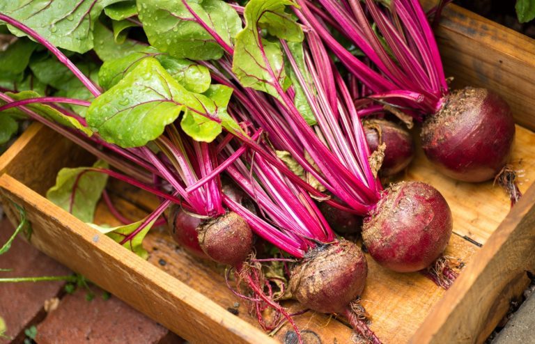 quand planter betterave potager
