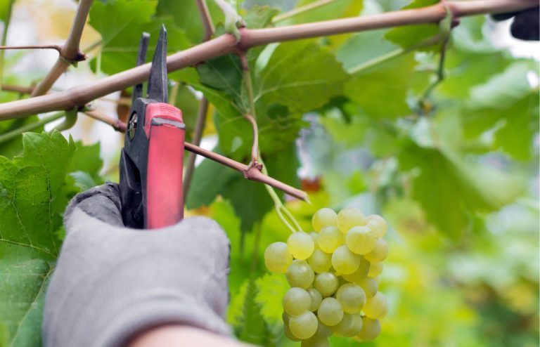 quand et comment tailler vigne