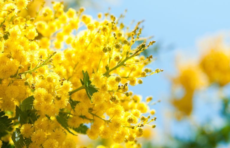 quand et comment tailler le mimosa