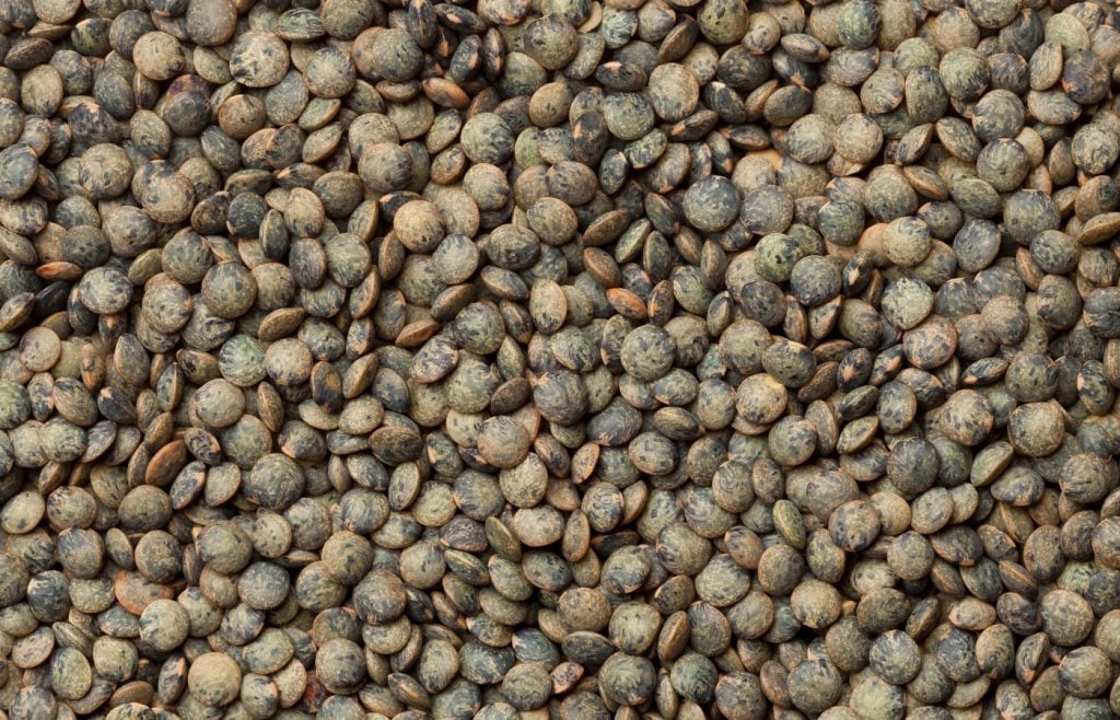 récolte des lentilles