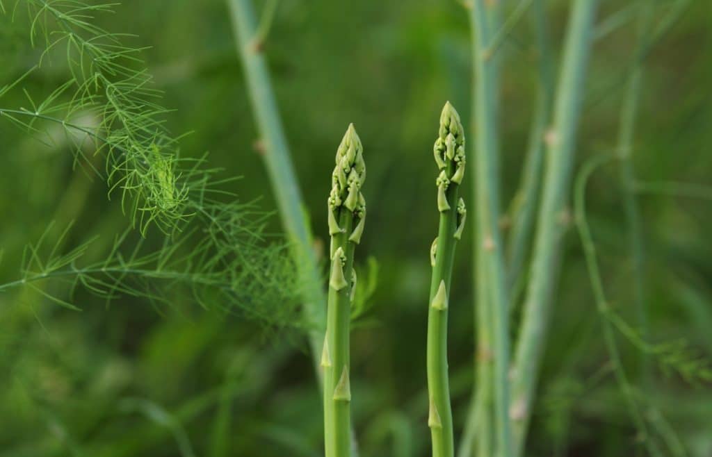planter asperges potager