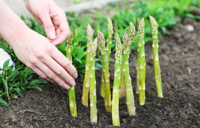 quand planter les asperges