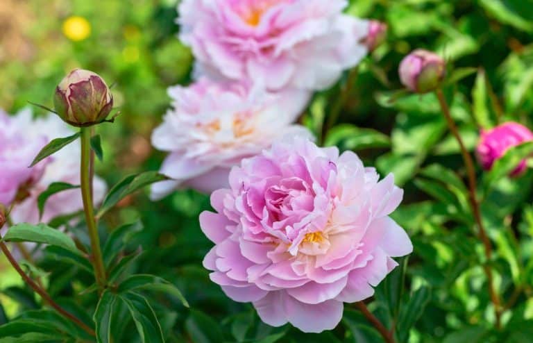 pivoines quand les planter