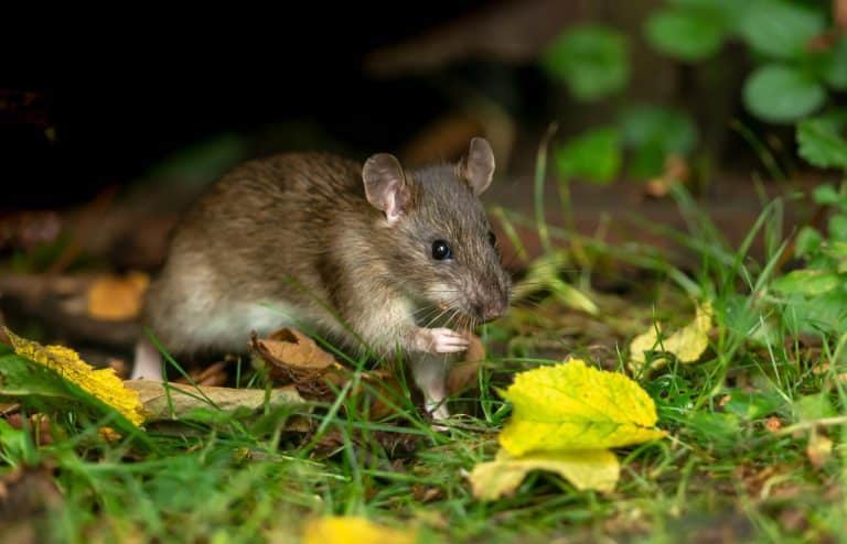 astuces éliminer rats jardin