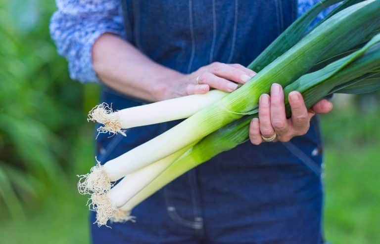 comment planter poireaux potager