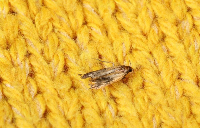 comment se débarrasser mites vetements