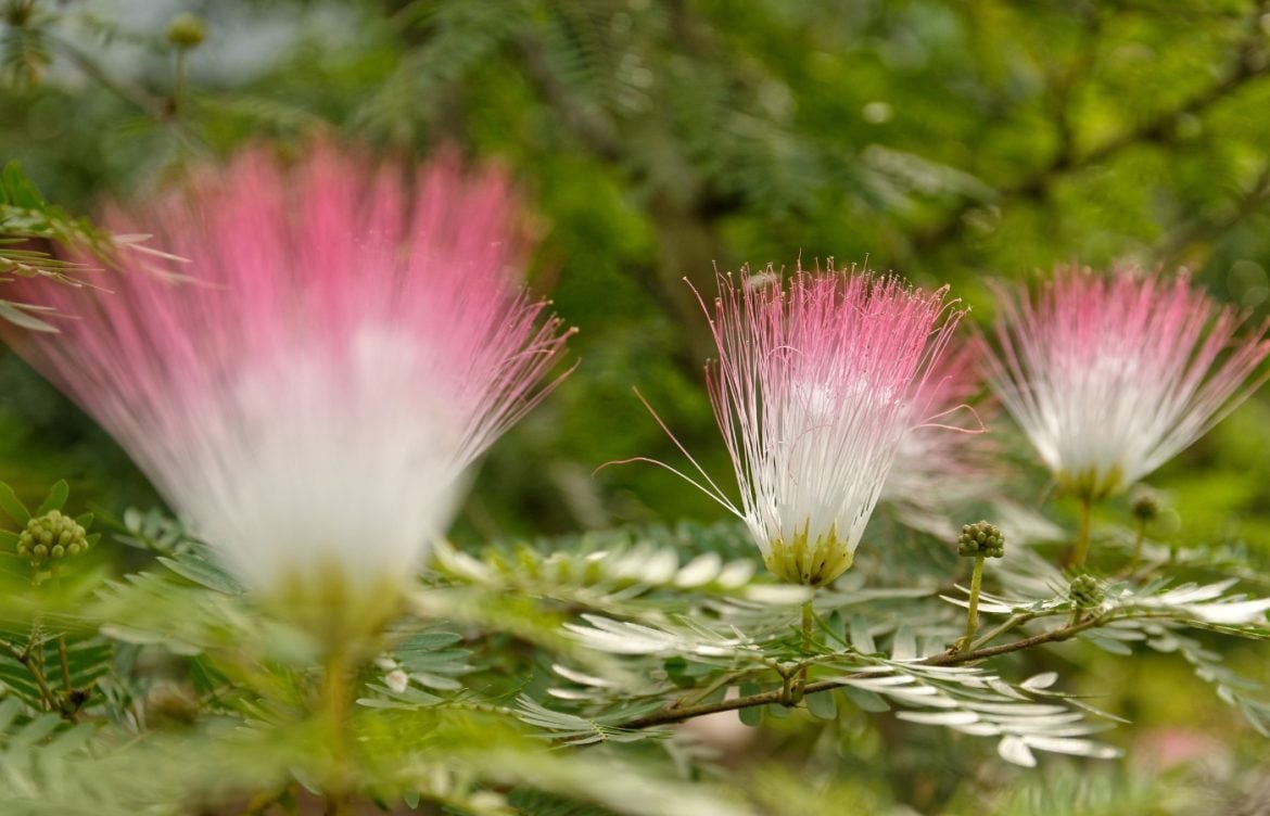 comment réussir taille albizia