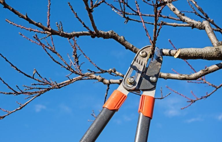 peut on tailler ses arbres et arbustes quand il gele