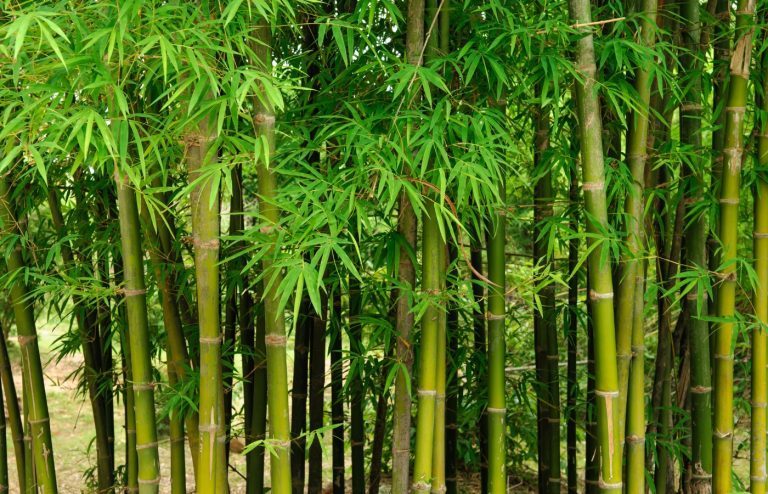 solutions contre bambous envahissants