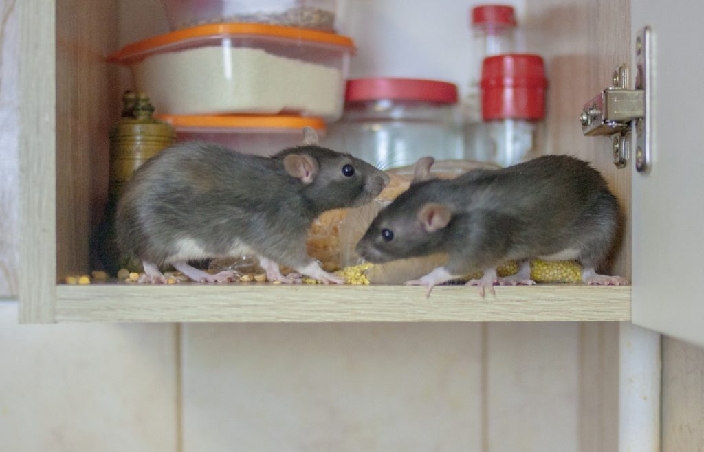 bicarbonate soude contre souris