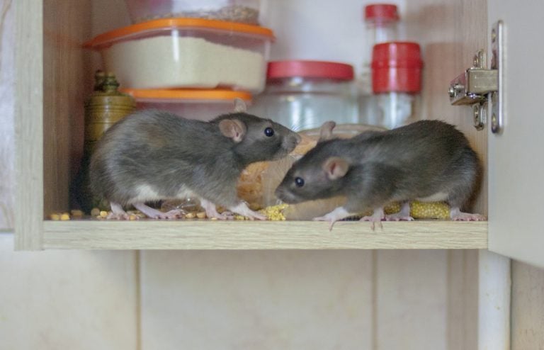 bicarbonate soude contre souris