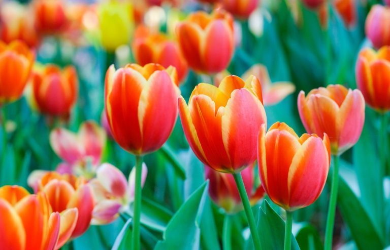 quand planter tulipes