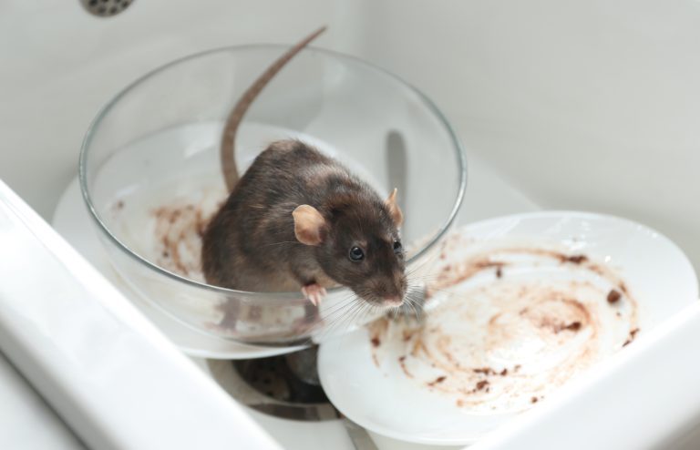 comment se debarrasser des rats