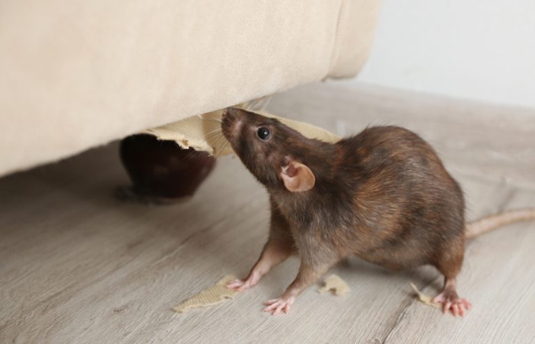 comment se debarrasser rats miaosn