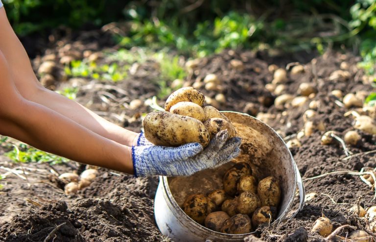 planter pommes de terre potager