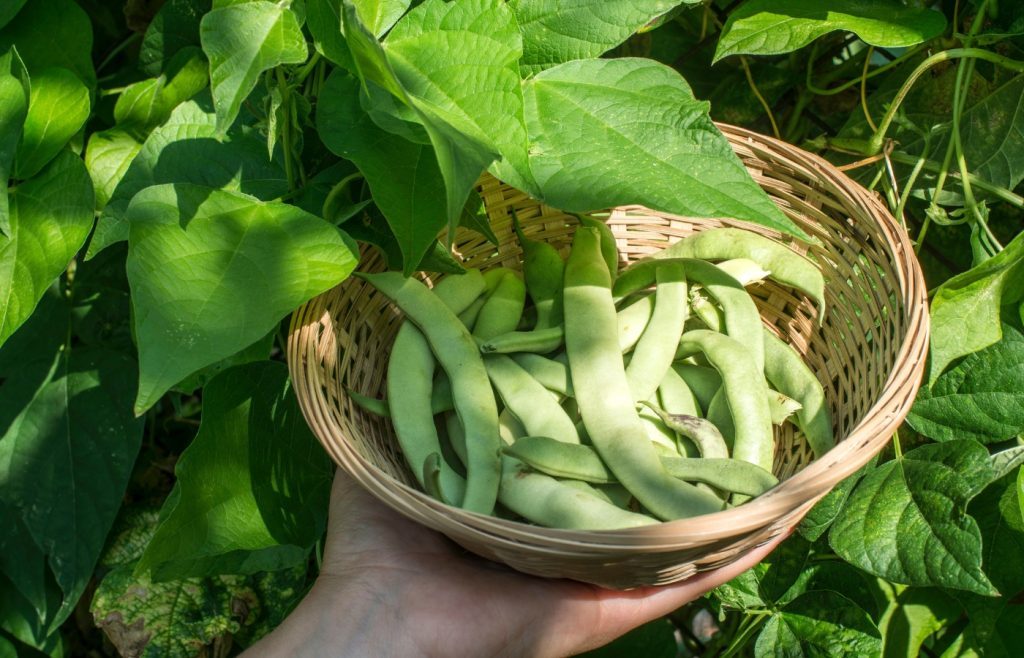 recolte haricots verts potager