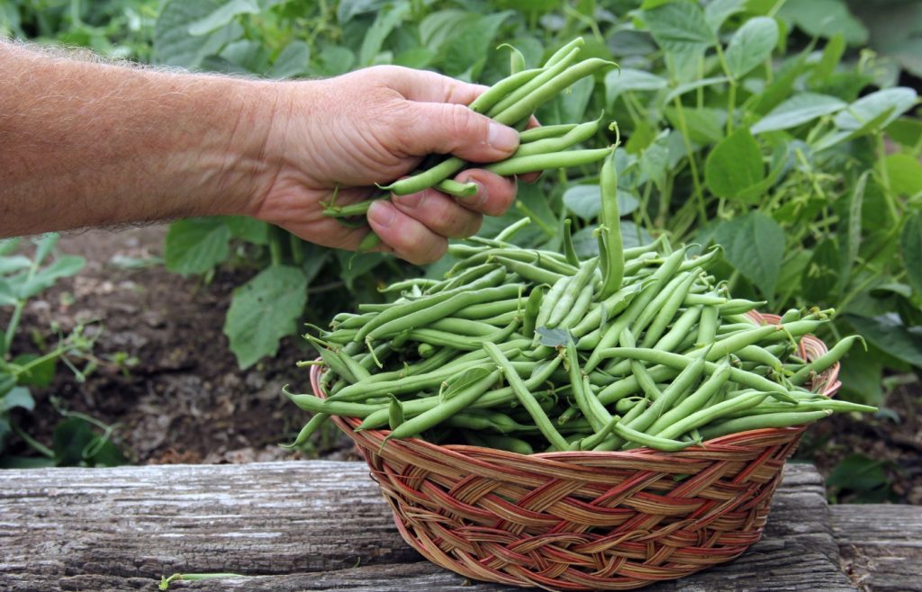 semer haricots verts