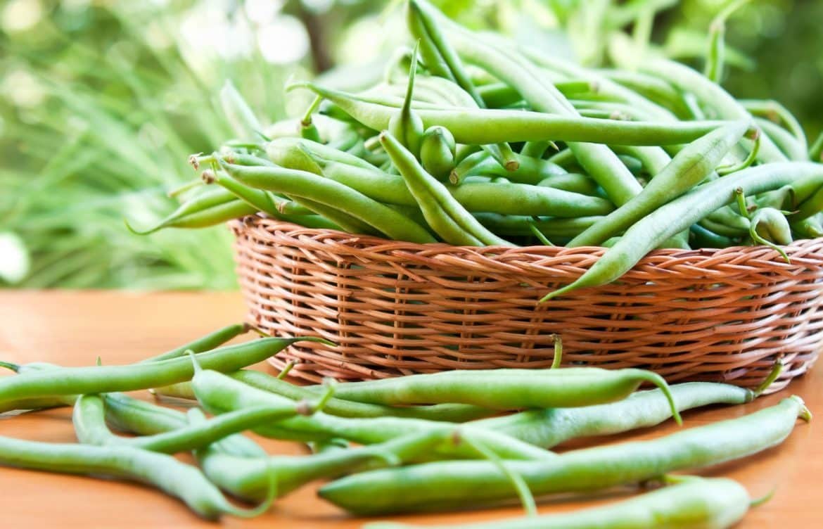 quand et comment semer haricots verts