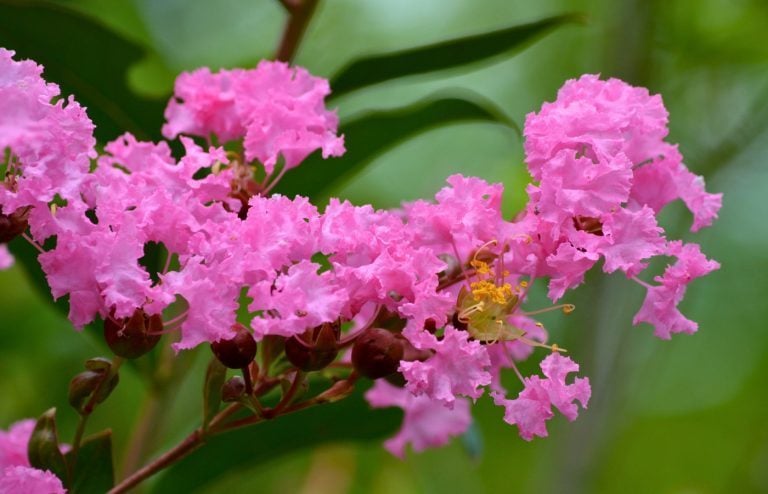 planter lilas des indes comment faire