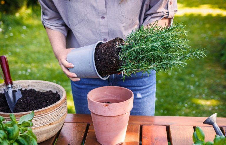 quand planter du romarin