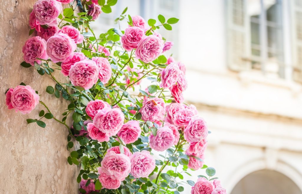 quand planter rosier grimpant