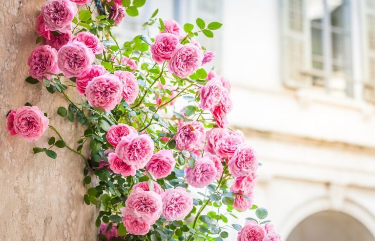 quand planter rosier grimpant