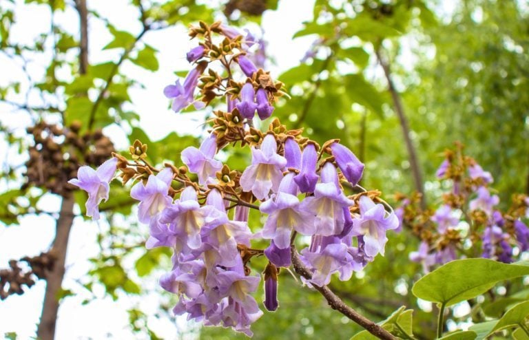 quand et comment planter un paulownia