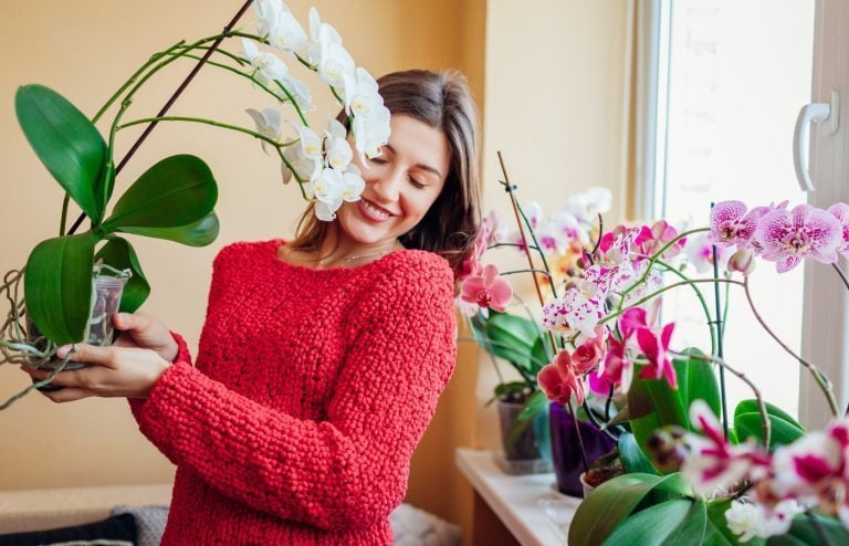 secret pour faire fleurir les orchidées longtemps