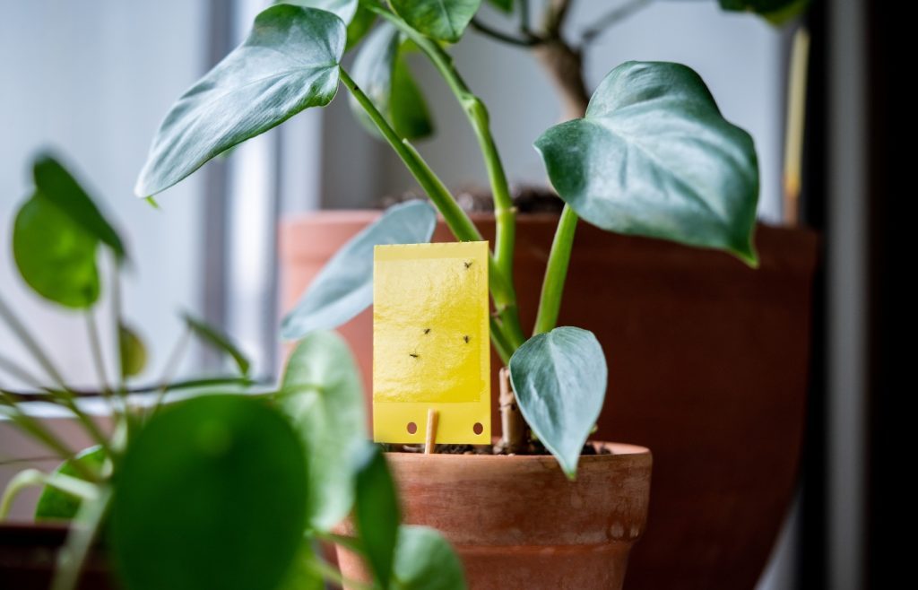 moucherons sur plantes