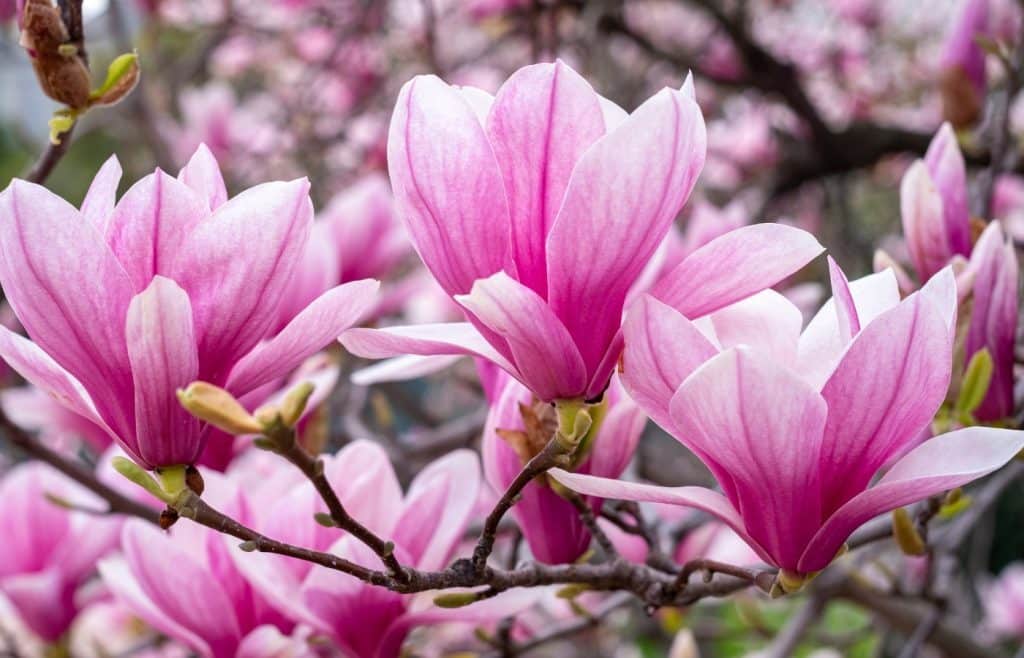 tailler les magnolias