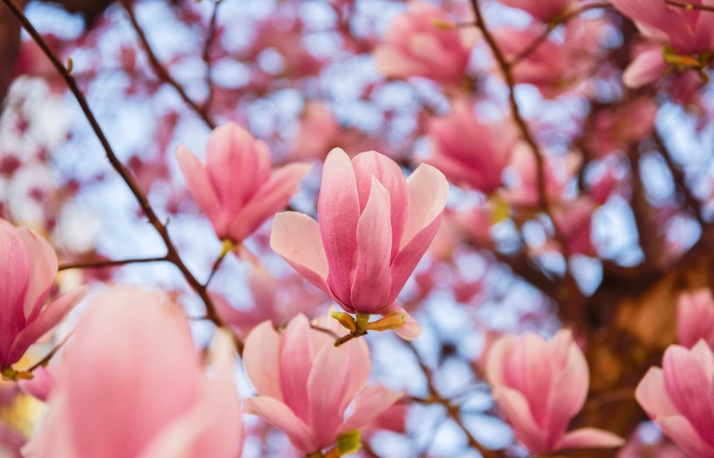 quel moment tailler magnolias